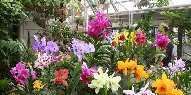 Kvetoucí kamélie zámeckého parku v Pillnitz a výstava Mezinárodní svět orchidejí