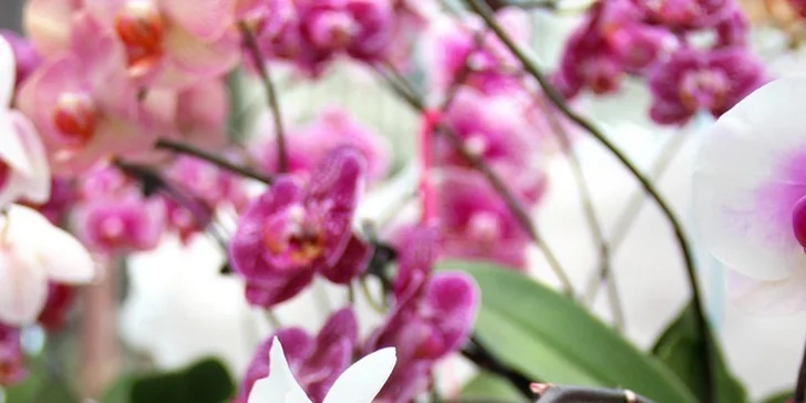 Kvetoucí kamélie zámeckého parku v Pillnitz a výstava Mezinárodní svět orchidejí