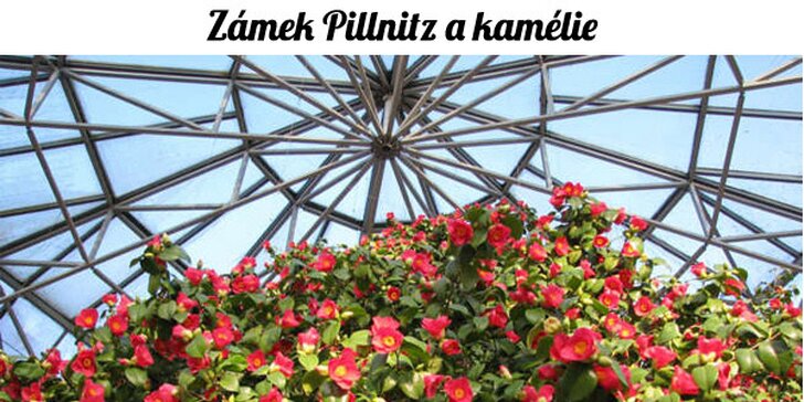 Kvetoucí kamélie na zámku Pillnitz a odpolední Drážďany