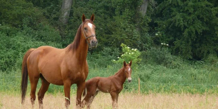 Zážitkový 3 denní pobyt pro 2 osoby v Hotelu Horse Riding *** s vyjížďkou na koni