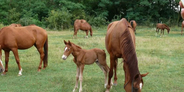 Zážitkový 3 denní pobyt pro 2 osoby v Hotelu Horse Riding *** s vyjížďkou na koni