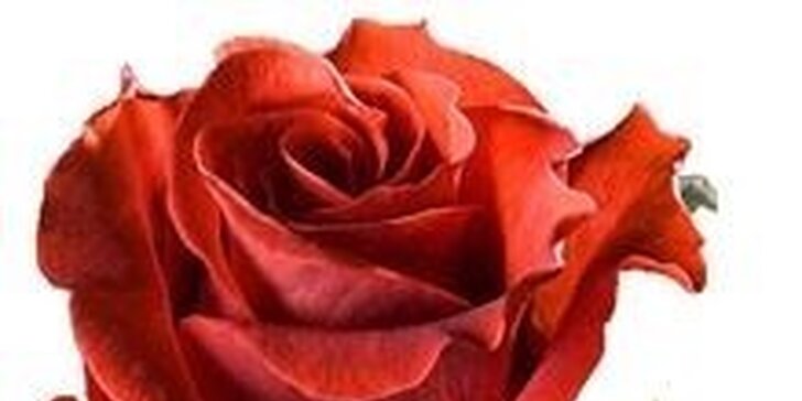 Valentýnská kytice z lásky – voňavé růže nebo tulipány