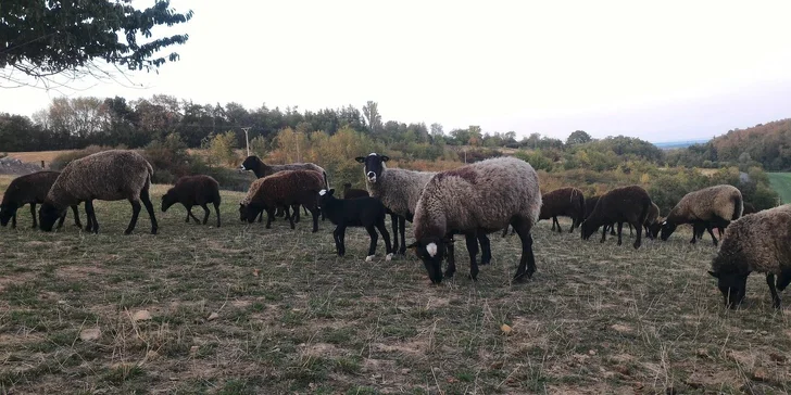 Pohlaďte si místní ovečky. 