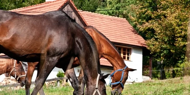 Dovolená v Beskydech u koní pro dva i celou rodinu