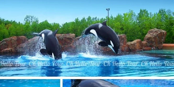 Zájezd za kosatkami do francouzského parku Marineland
