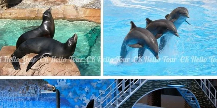 Zájezd za kosatkami do francouzského parku Marineland