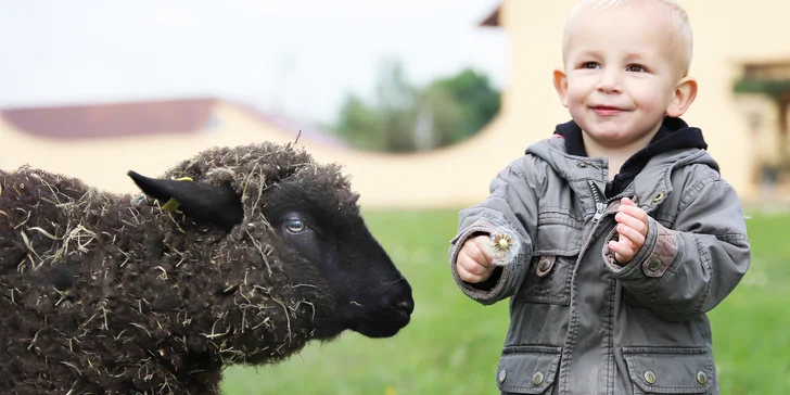 ...ve společnosti oveček, koz i morčátek. 