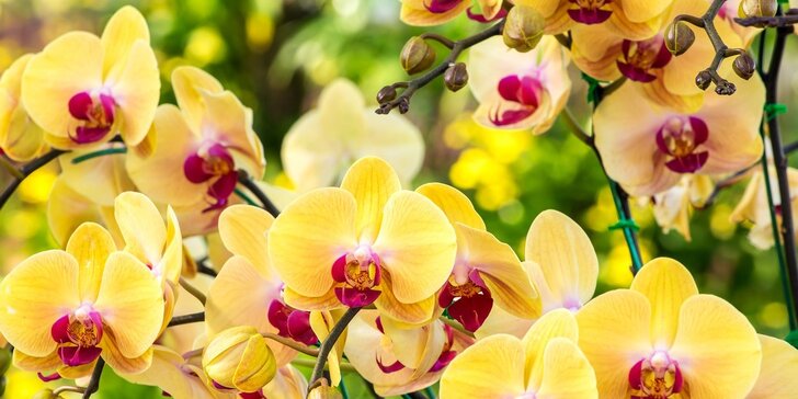 Na mezinárodní výstavu orchidejí do Drážďan