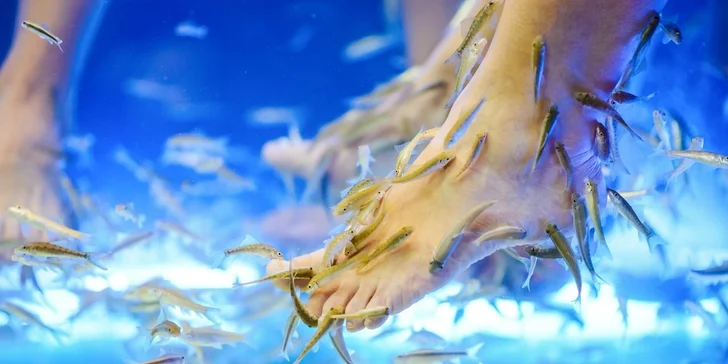 30minutový relax pro nohy s rybičkami Garra rufa