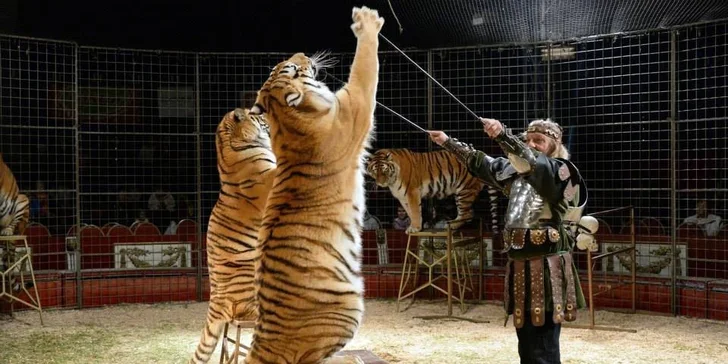 Vstupenky na show Madagaskar v cirkusu Jo-Joo