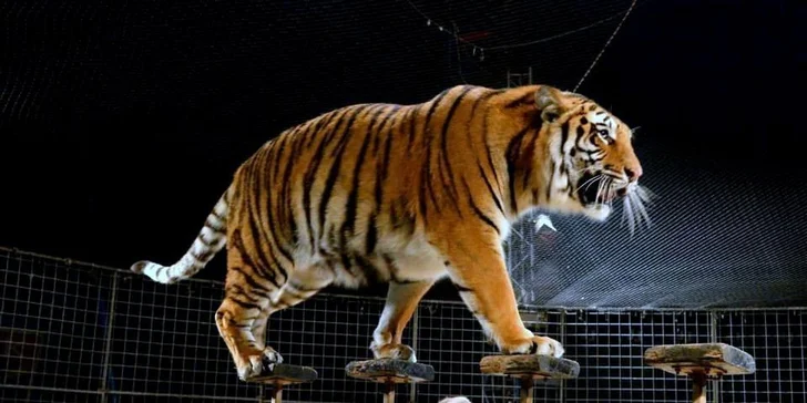 Vstupenky na show Madagaskar v cirkusu Jo-Joo