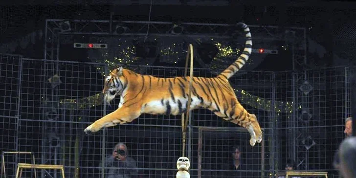 Vstupenky na show Madagaskar v cirkusu Jo-Joo