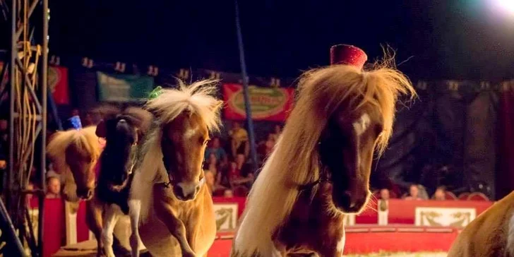 Vstupenky na show Madagaskar v cirkusu Jo-Joo