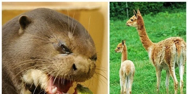 Pohodové pobyty s polopenzí a vstupy do ZOO