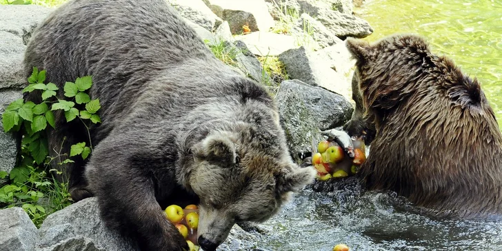 V berlínské zoo žije více než 20 tisíc zvířat. 
