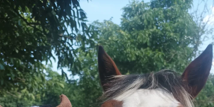 Pro prvotní seznámení s hobby horsingem je ideální volbou trénink základní.