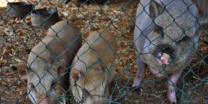 Celodenní vstupenka do zábavního areálu Šiklův mlýn
