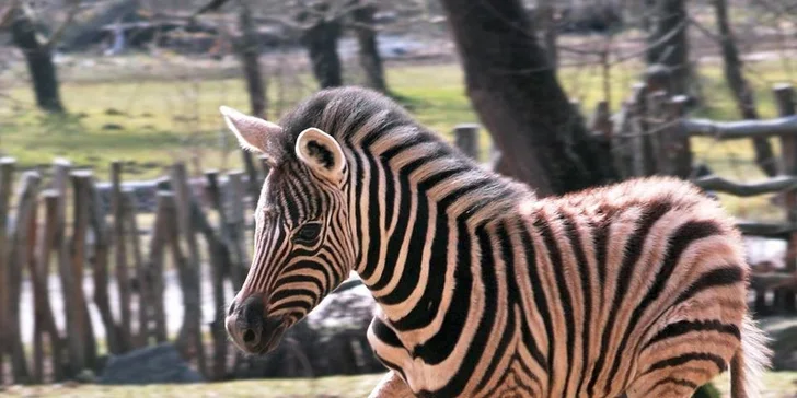 Odpočinkový víkend v Jihlavě – polopenze, ZOO i aquapark