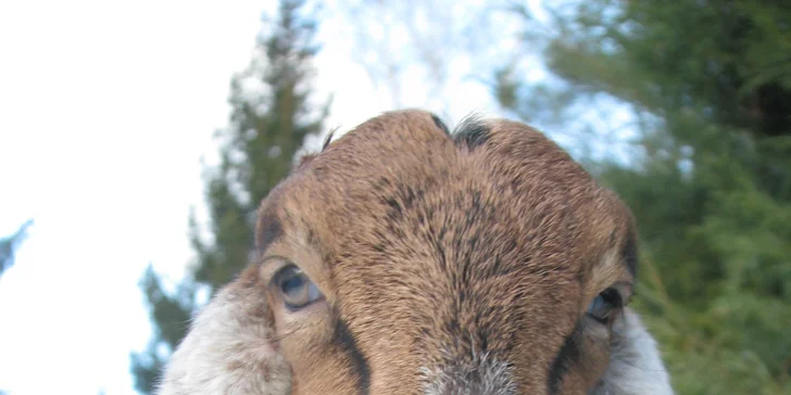 4 dny na farmě v Jižních Čechách přímo u Nežárky