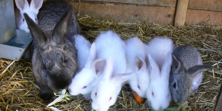 4 dny na farmě v Jižních Čechách u řeky Nežárky