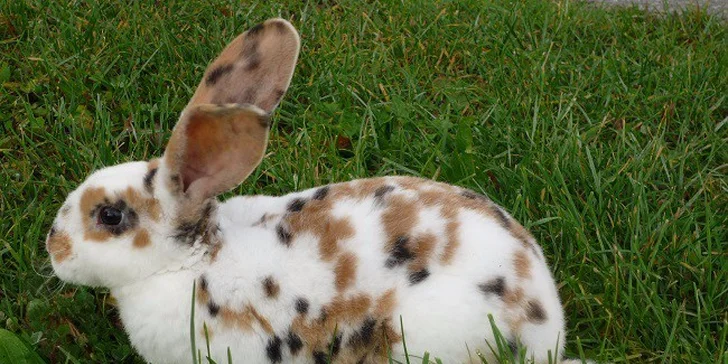 4 dny na farmě v Jižních Čechách přímo u Nežárky