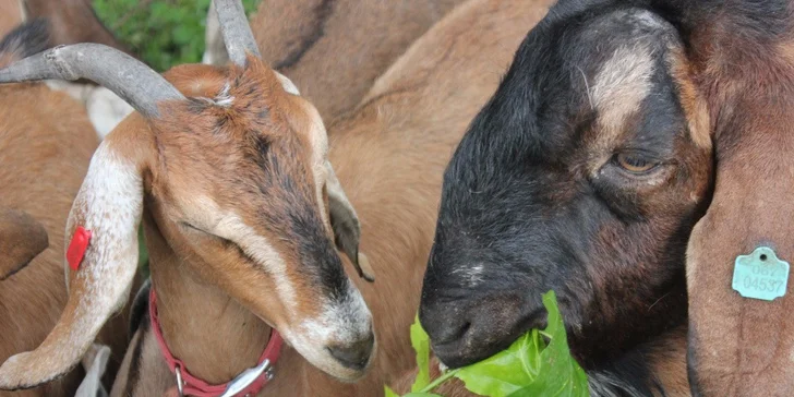4 dny na farmě v Jižních Čechách přímo u Nežárky