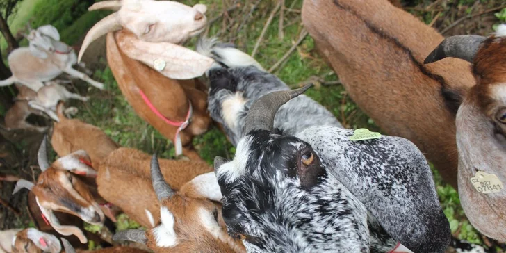 4 dny na farmě v Jižních Čechách přímo u Nežárky