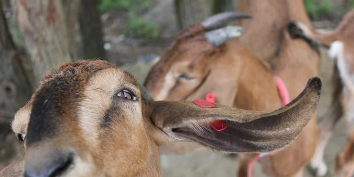 4 dny na farmě v Jižních Čechách u řeky Nežárky