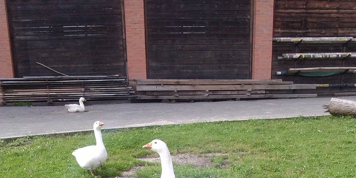 Pobytový letní farmářský tábor s koňmi a řemesly