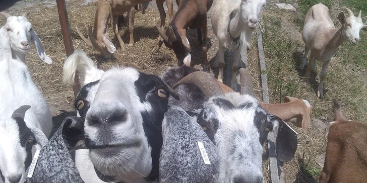 Pobytový letní farmářský tábor s koňmi a řemesly