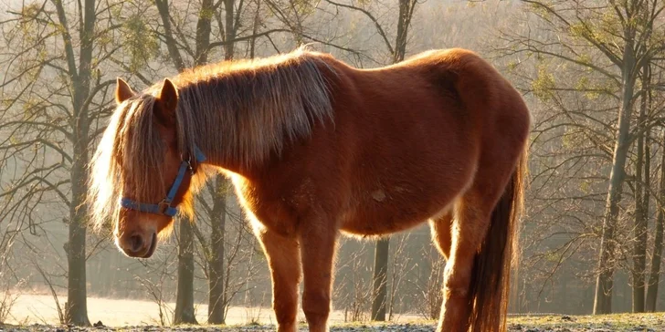 Pobytový letní farmářský tábor s koňmi a řemesly