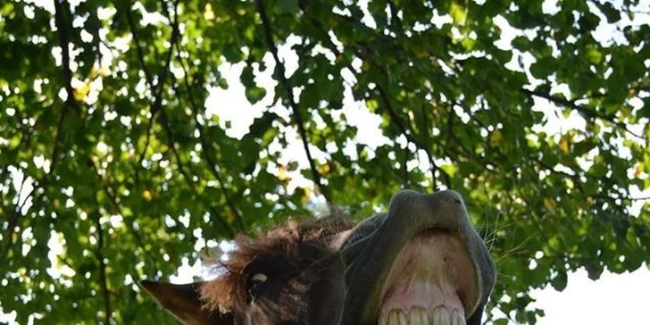 Pobytový letní farmářský tábor s koňmi a řemesly
