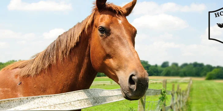 3 dny na koňské farmě s polopenzí, vínem i projížďkou