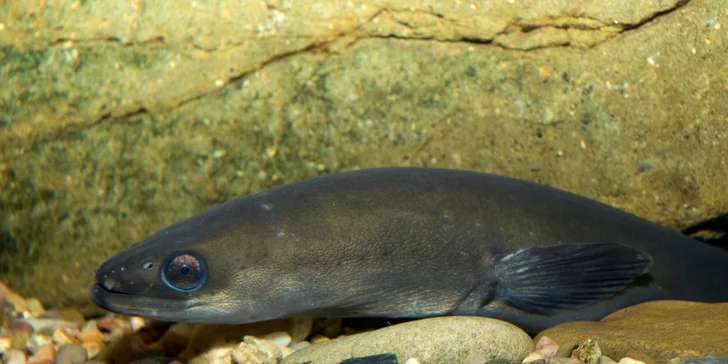 Rodinné vstupné do Akvária Krčínův dům Třeboň