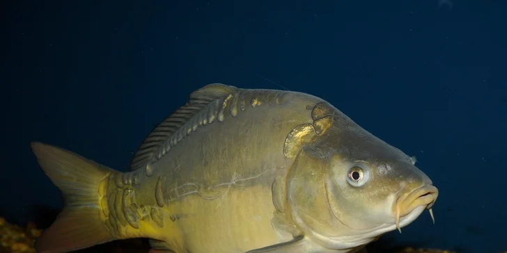 Rodinné vstupné do Akvária Krčínův dům Třeboň