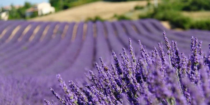 Zájezd do Provence včetně koupání v překrásném Nice