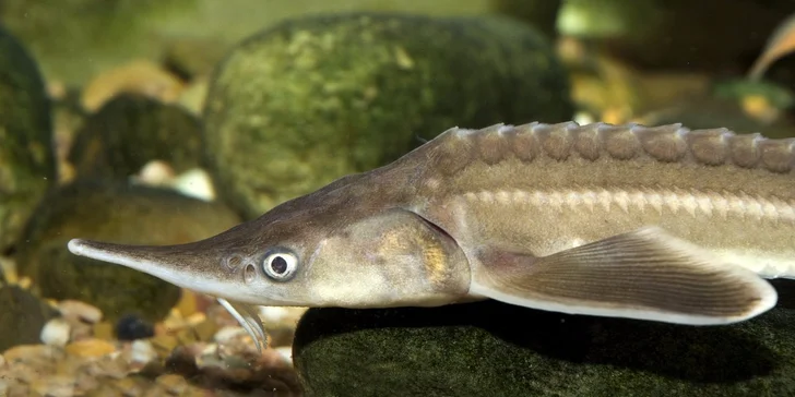 Rodinné vstupné do Akvária Krčínův dům Třeboň