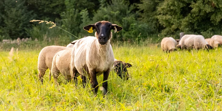 Nejprve se ale řádně ustrojíte – ve Dvoře vám zapůjčí pastevecký klobouk a hůl a se vším vás seznámí (s ovcemi, povinnostmi bači a terénem).