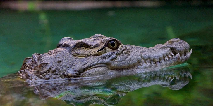 Součástí zoologické zahrady je také akvárium. 