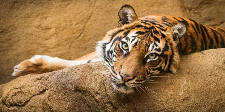 V zoo neopomenete ani návštěvu pavilonu tropů, kde mimo jiných obyvatel spatříte také kapustňáky plující obřím akváriem.
