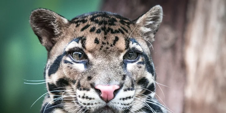 Fotografujte zvířata (nejen v zoo) jako profesionálové