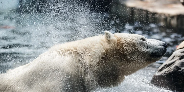 Fotografujte zvířata (nejen v zoo) jako profesionálové