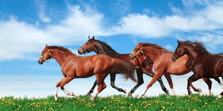 3 dny na koňské farmě s polopenzí, vínem i projížďkou