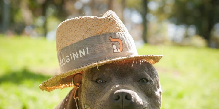 300 Kč voucher na hlídání a venčení pejsků s DOGINNI.cz