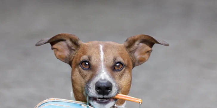 300 Kč voucher na hlídání a venčení pejsků s DOGINNI.cz