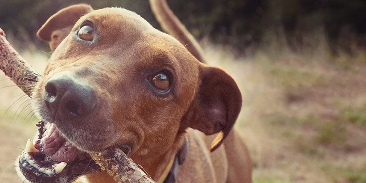 300 Kč voucher na hlídání a venčení pejsků s DOGINNI.cz