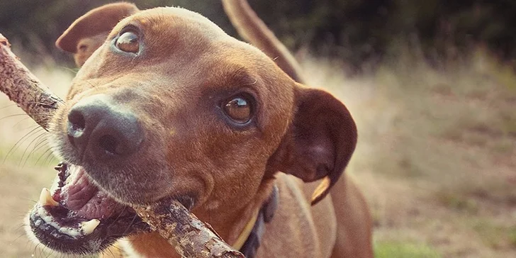 300 Kč voucher na hlídání a venčení pejsků s DOGINNI.cz