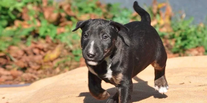300 Kč voucher na hlídání a venčení pejsků s DOGINNI.cz