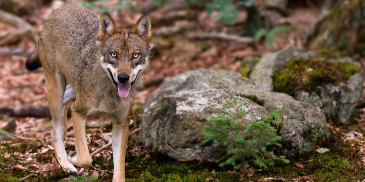Sraz je v 8:00 u vstupu do Tierfreigelände v německém Neuschönau. Než vyrazíte, čeká vás asi hodina teorie. 