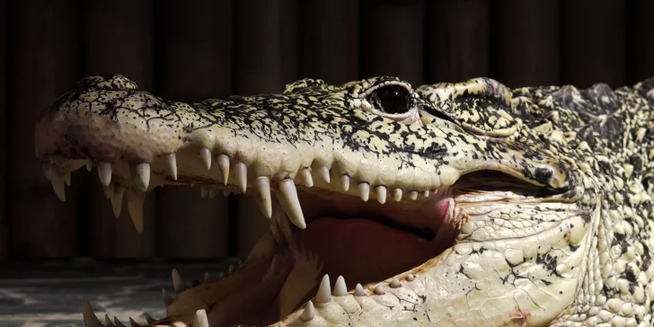 Vstupné do Krokodýlí ZOO aneb Vodní plazi naživo